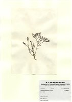 藏品(傘房龍鬚菜)的圖片